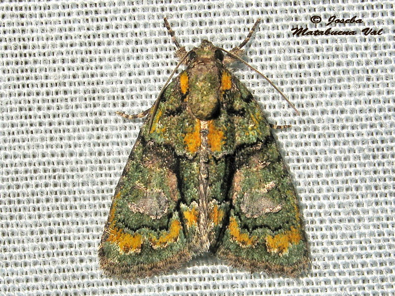 Noctuidae da id: Cryphia algae